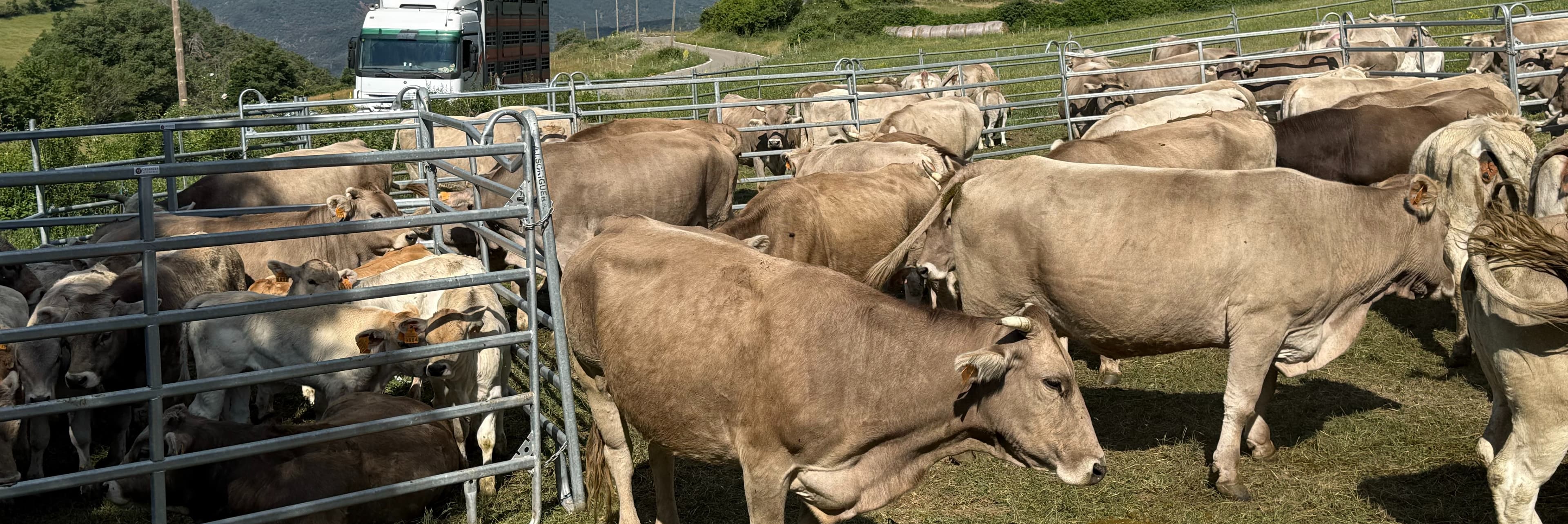 El Departament d'Agricultura posa en marxa ajuts econòmics per a les explotacions de boví afectades per la tuberculosi