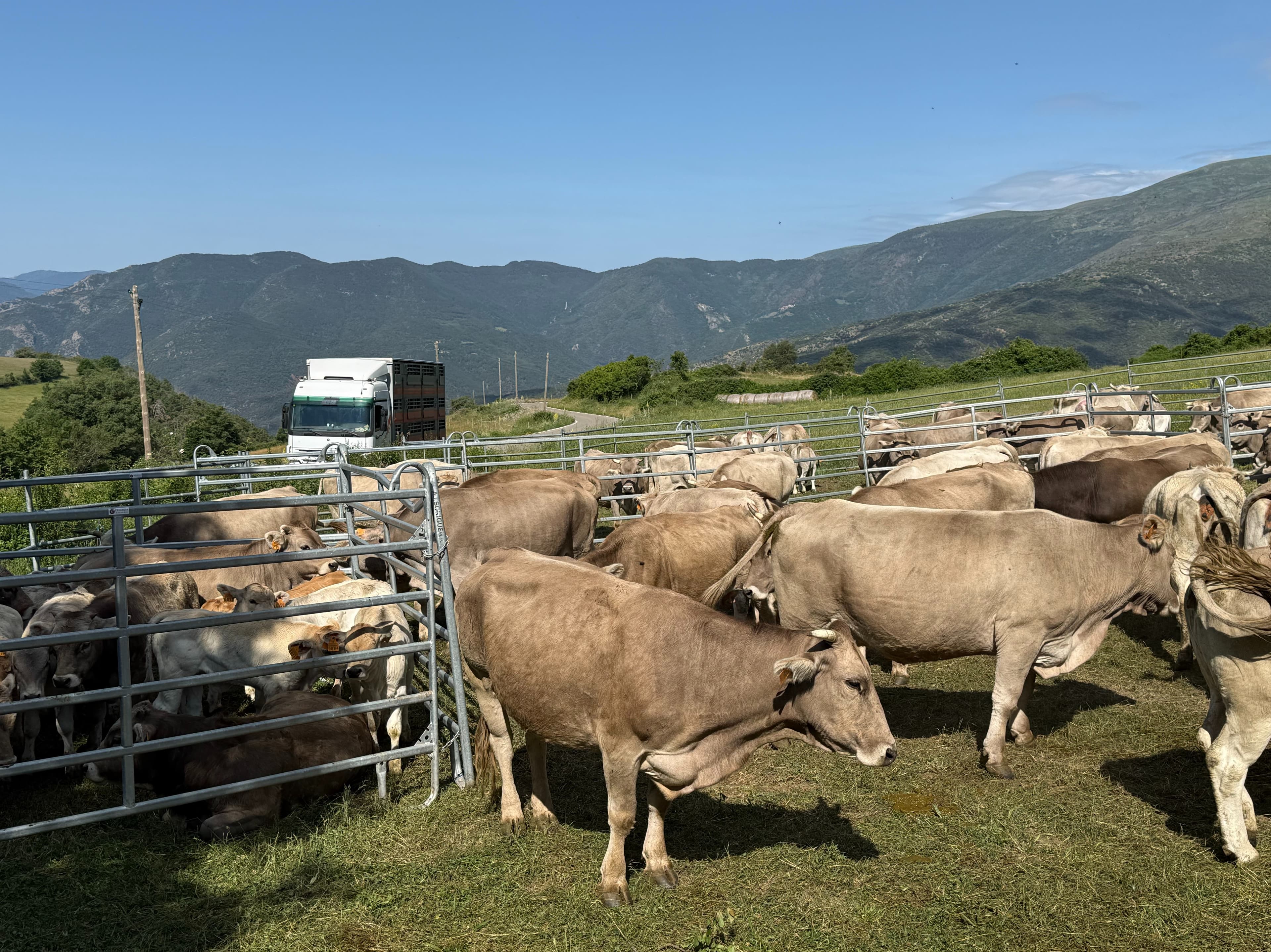 El Departament d'Agricultura posa en marxa ajuts econòmics per a les explotacions de boví afectades per la tuberculosi