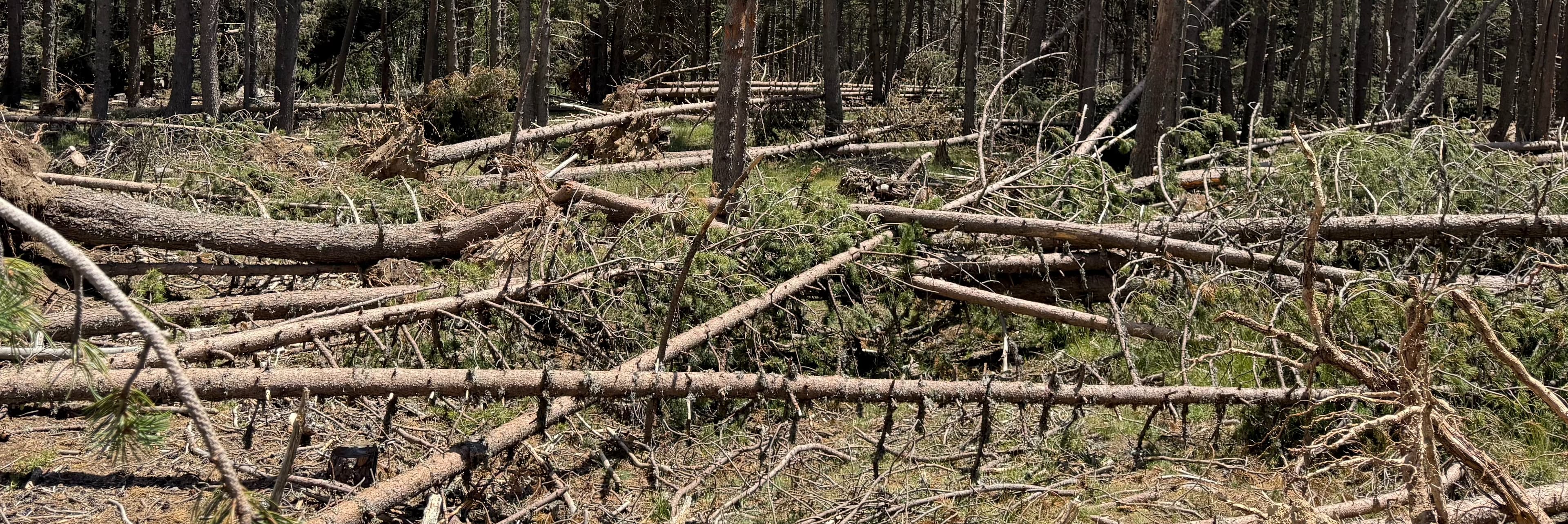 Més del 10% dels arbres catalans estan greument debilitats