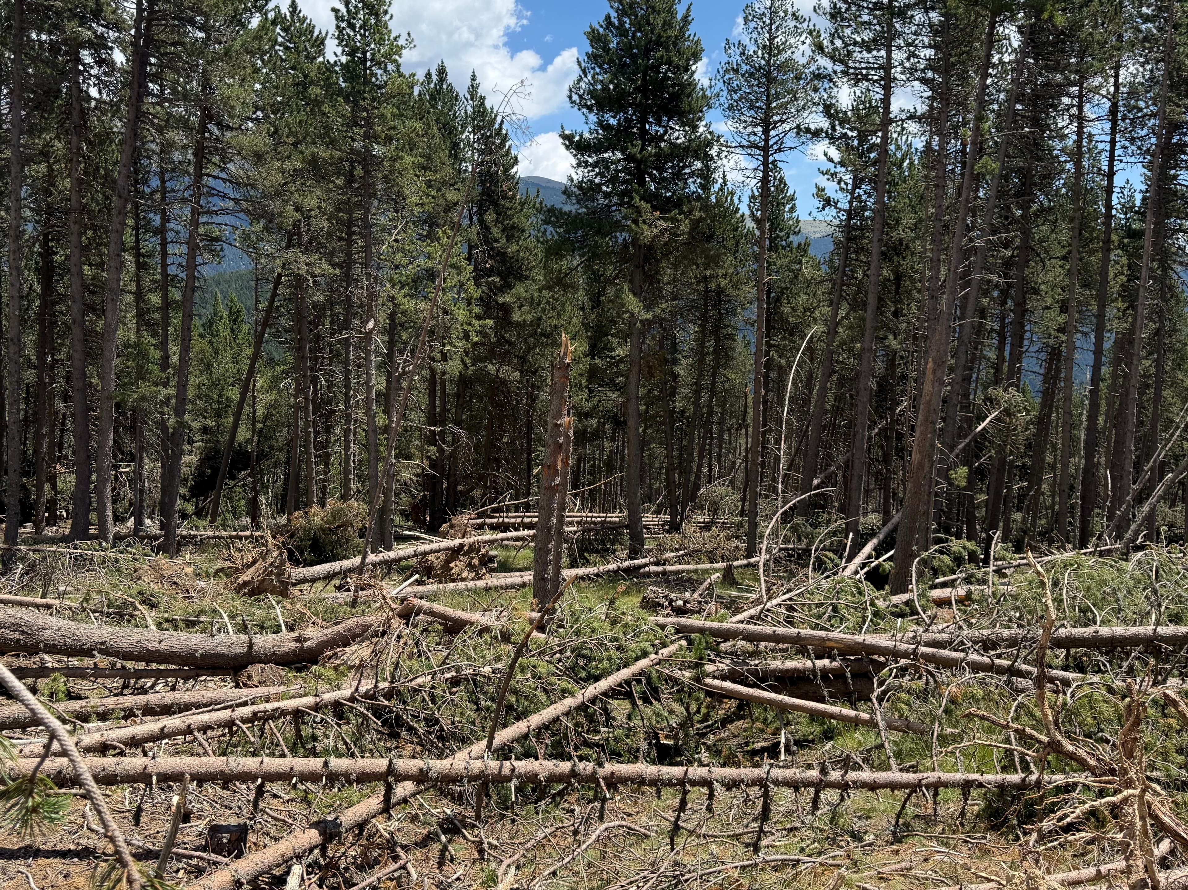 Més del 10% dels arbres catalans estan greument debilitats