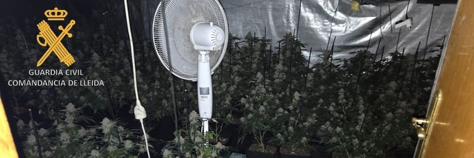 La Guàrdia Civil intervé 307 plantes de marihuana i 198 grams de cabdells secs, en una plantació indoor al Secà de Sant Pere