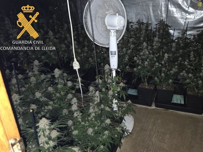 La Guàrdia Civil intervé 307 plantes de marihuana i 198 grams de cabdells secs, en una plantació indoor al Secà de Sant Pere