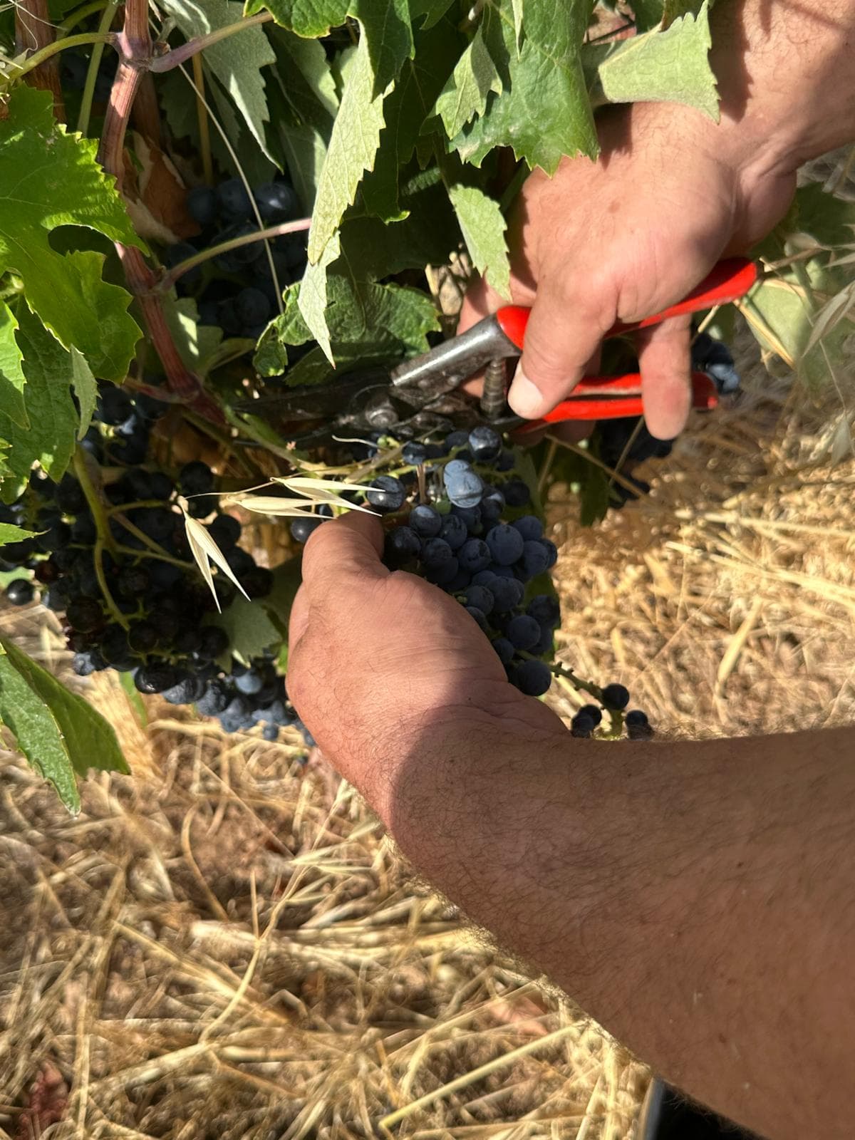 El celler Mas Blanch i Jové inicia la verema més primerenca de la seva història