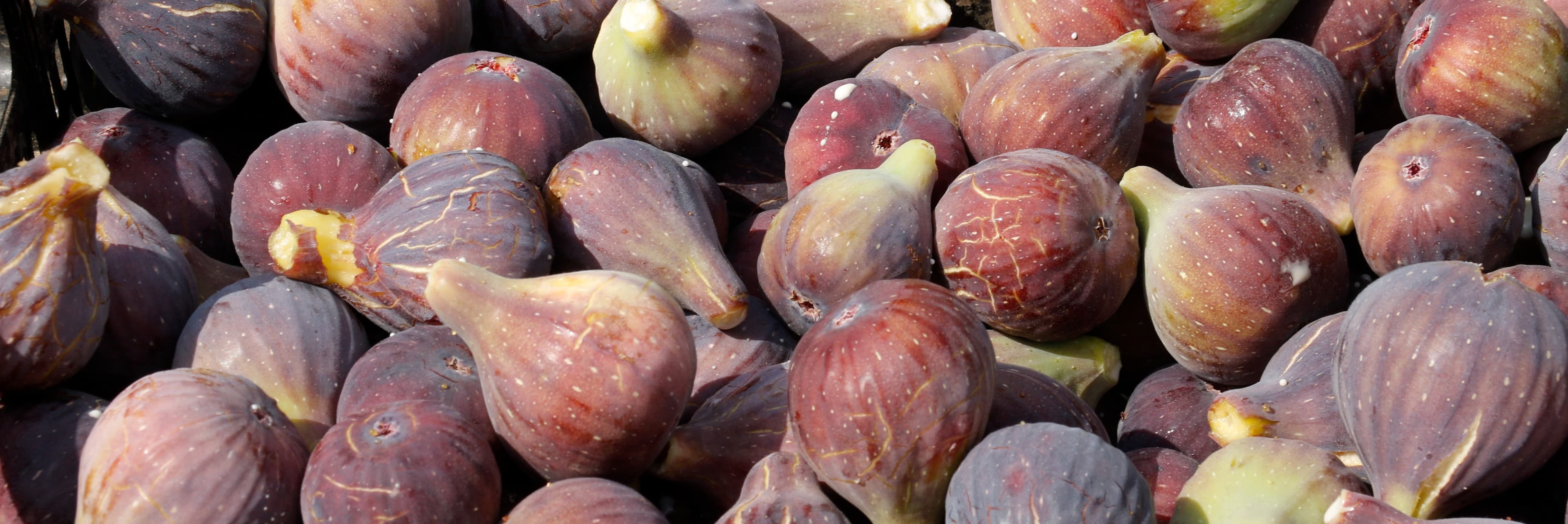 La collita de la figa d’Alguaire arrenca amb bona qualitat, però amb preus baixos degut a l’augment de l’oferta