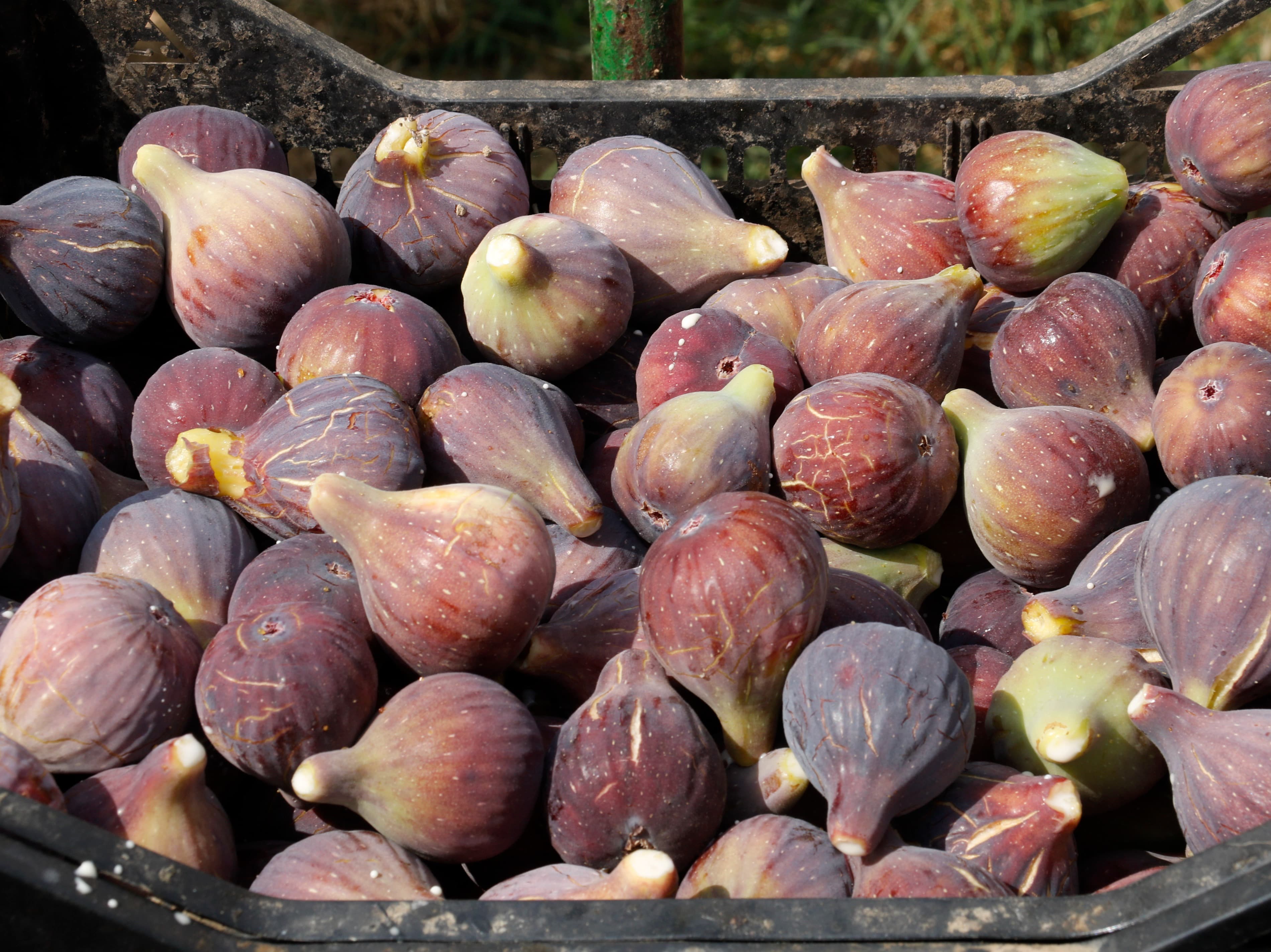La collita de la figa d’Alguaire arrenca amb bona qualitat, però amb preus baixos degut a l’augment de l’oferta