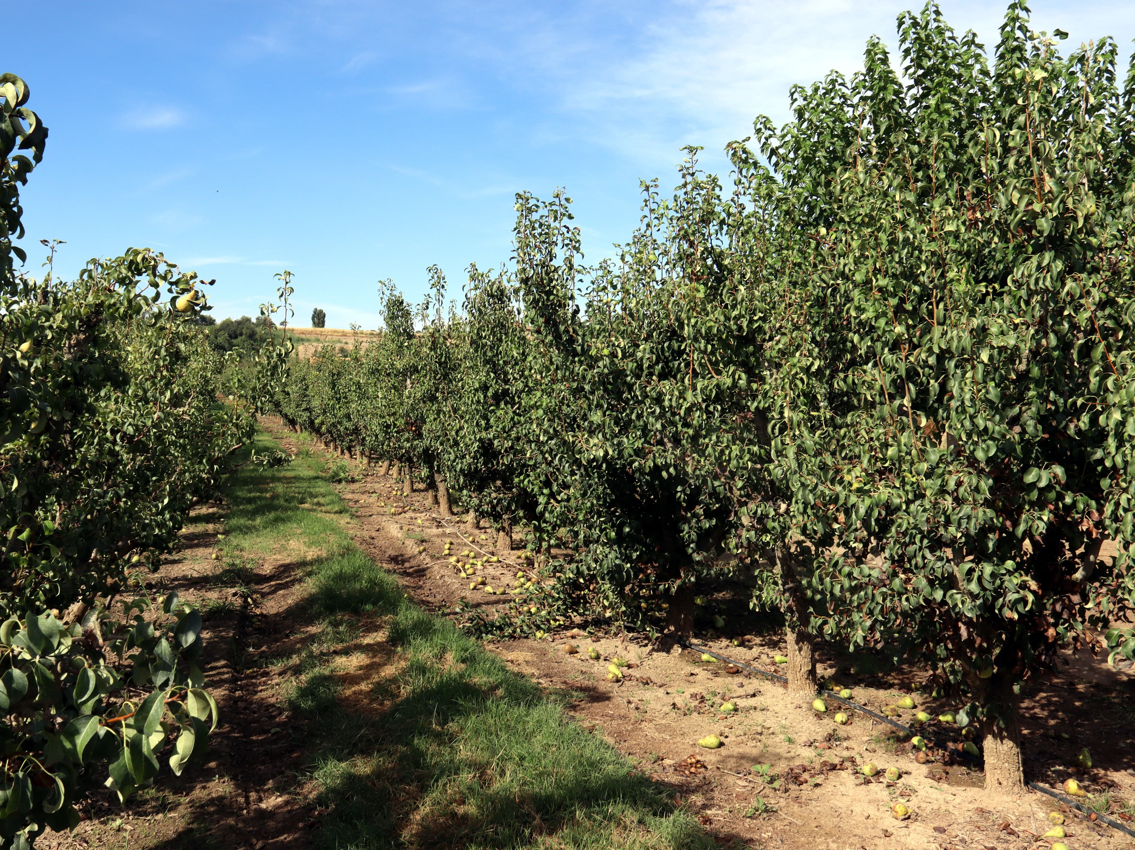 Les primeres comprovacions apunten que la pedregada al Segrià ha tingut poca afectació en fruiters
