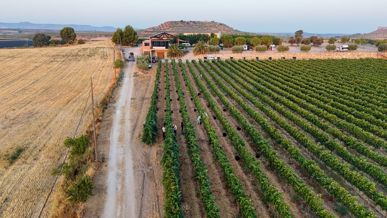 La Vinya Els Vilars verema per primera vegada la varietat Trobat en la collita més primerenca de la seva història