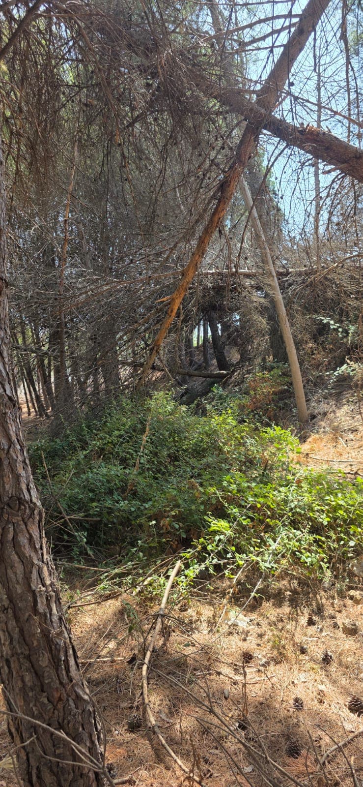 El grup del Partit Popular a Alpicat denuncia el “greu abandonament” del Parc de la Bassa