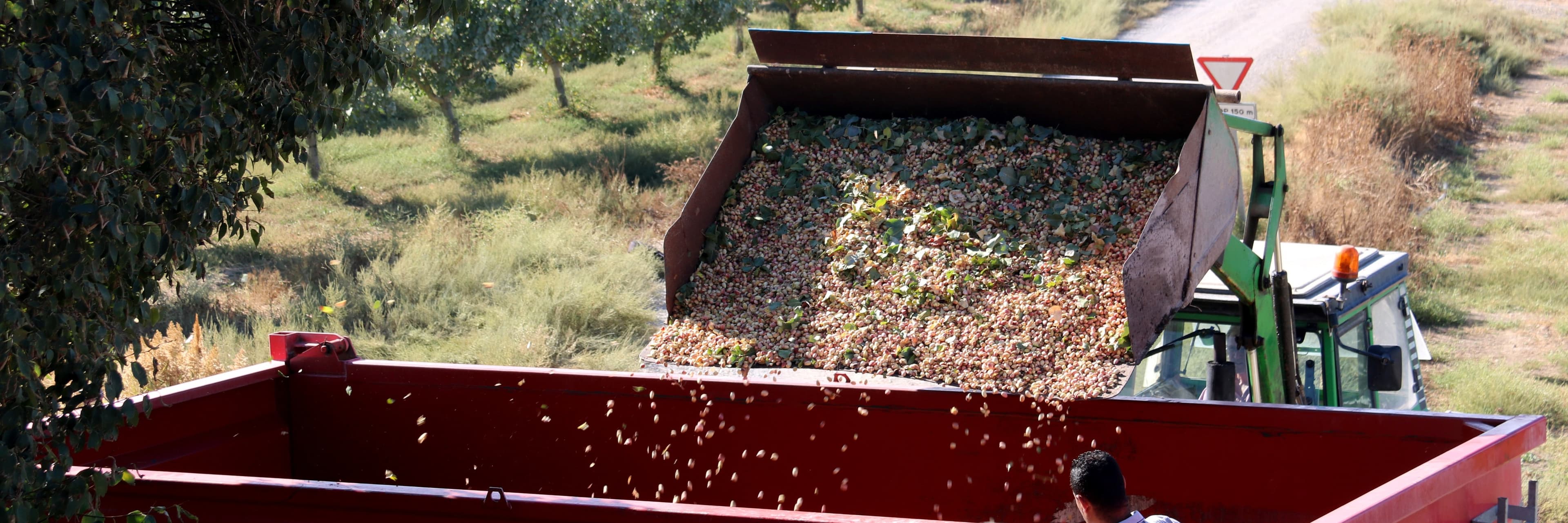 Els productors de l’Urgell reivindiquen el cultiu de pistatxo per la seva resistència a la sequera i preu estable