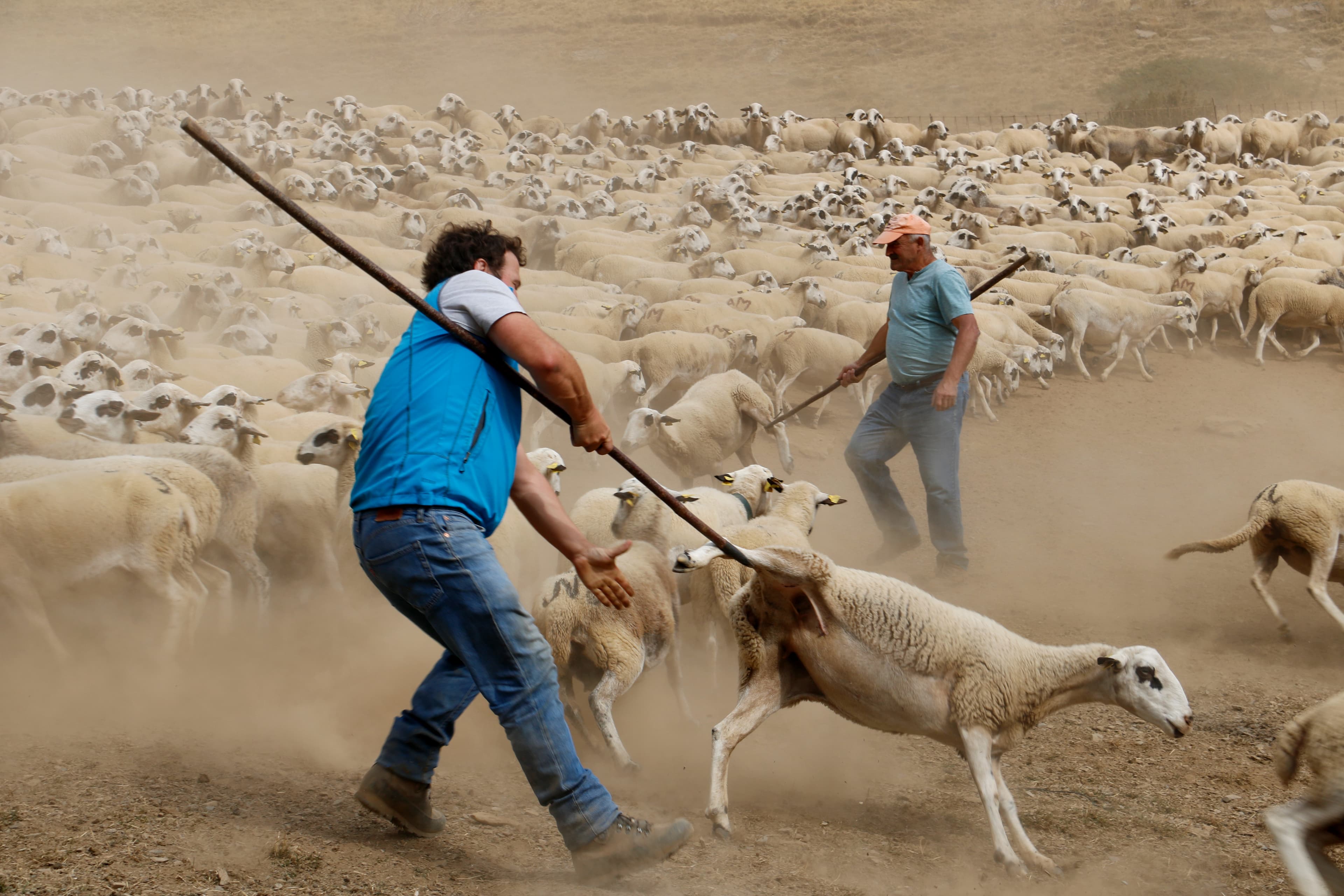 Ramaders d’ovelles de les muntanyes del Pallars constaten amb preocupació la sequera i la falta d’herba