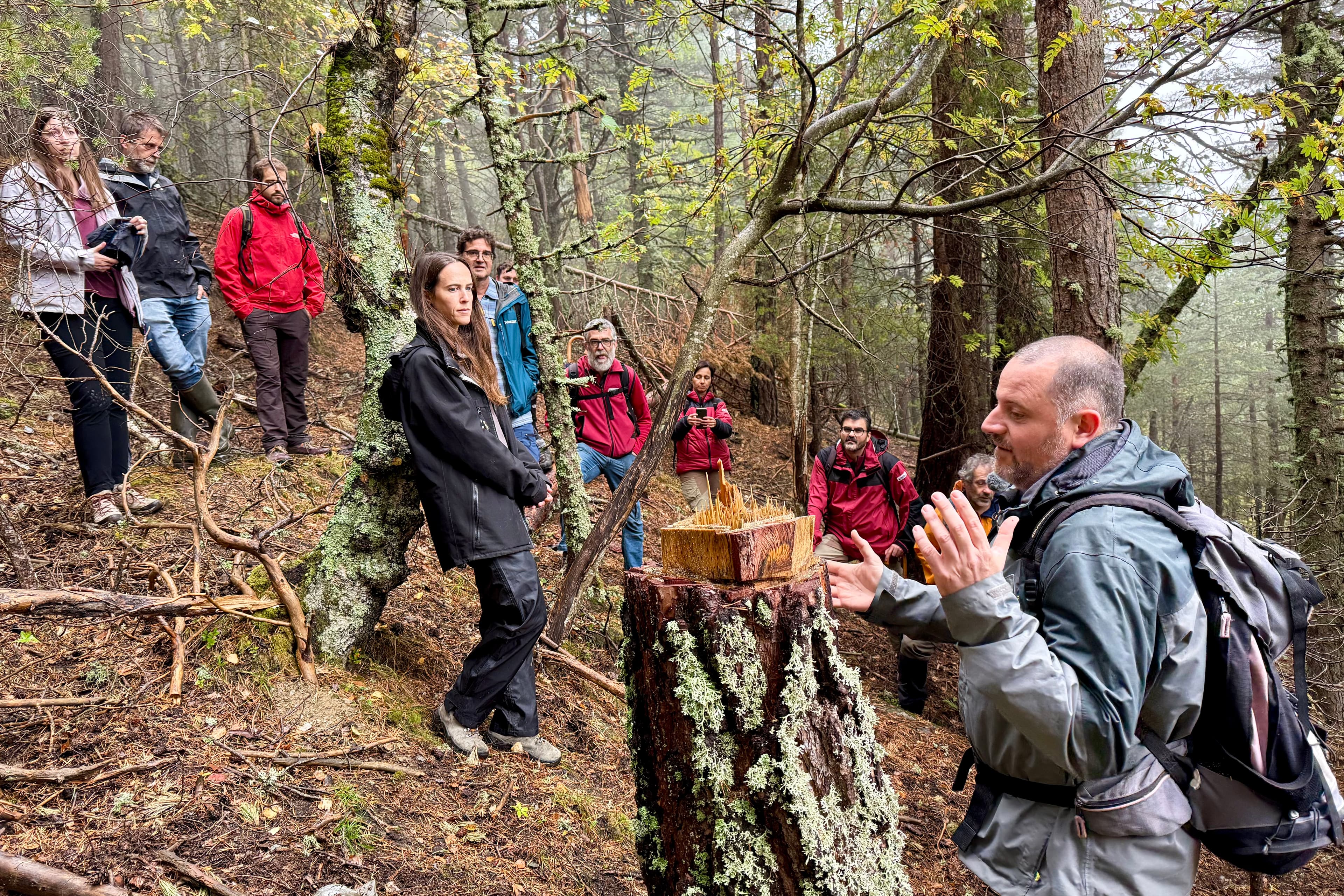 El Parc Nacional d’Aigüestortes i estany de Sant Maurici concentra “els millors boscos madurs d’Espanya”