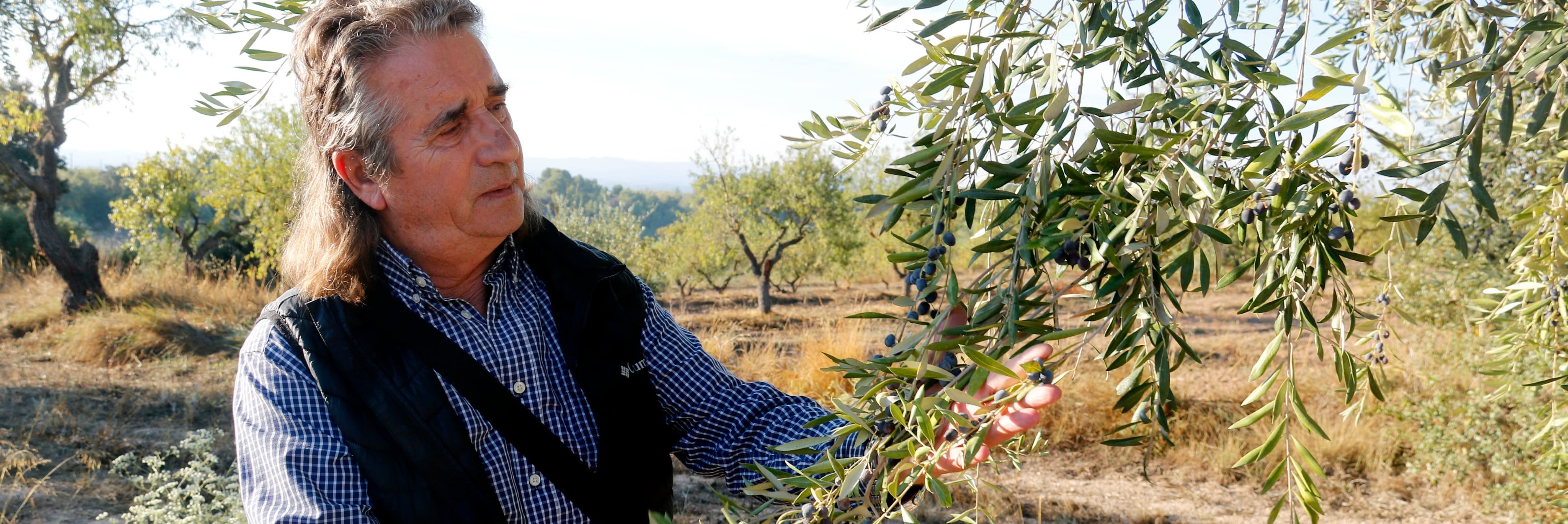 La DOP Les Garrigues preveu produir enguany uns quatre milions de quilos d'oli d'oliva verge extra