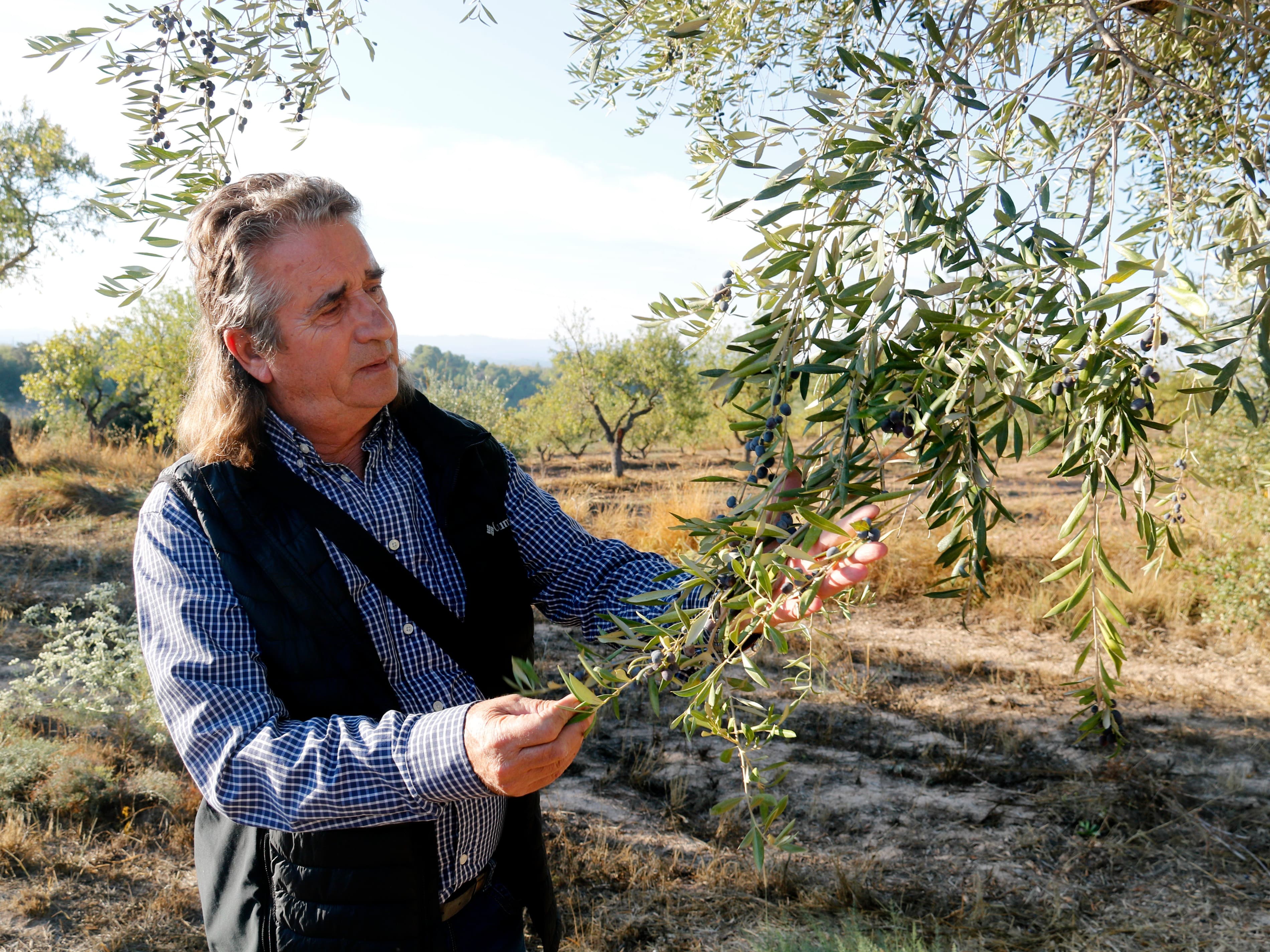 La DOP Les Garrigues preveu produir enguany uns quatre milions de quilos d'oli d'oliva verge extra
