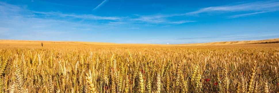 El Departament incrementa en 12 milions d'euros els ajuts a les assegurances agràries del Pla 2026