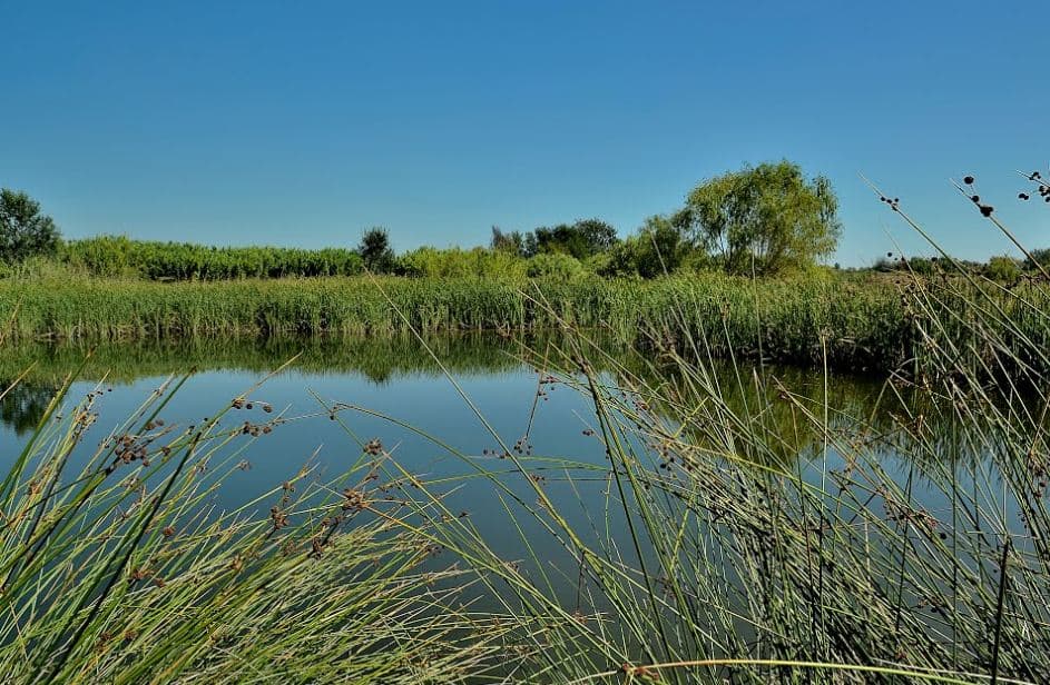 La Generalitat subvenciona projectes per a la millora d'espais per a aus del Segrià