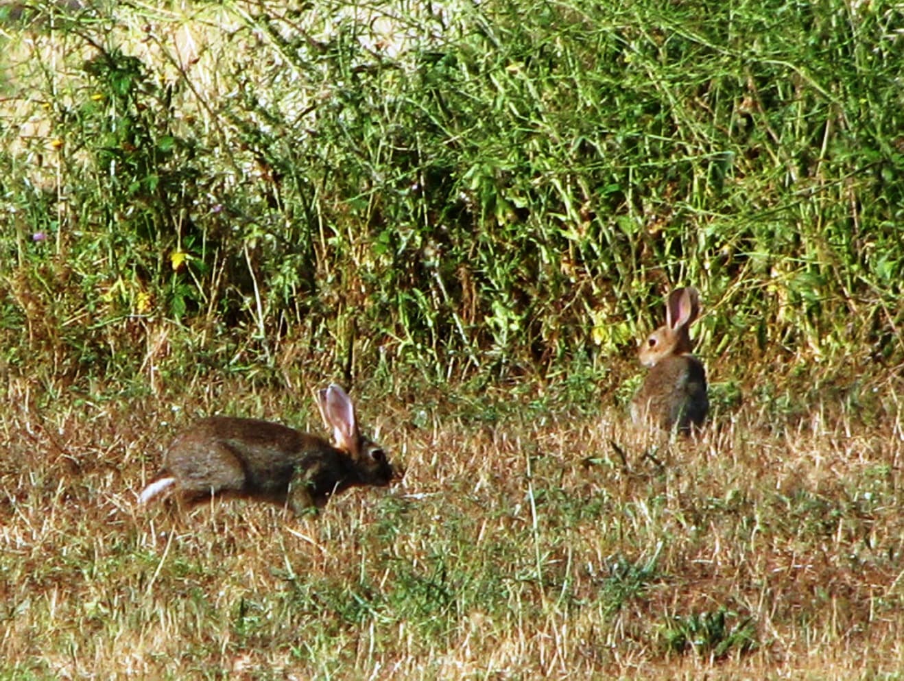 ASAJA reclama mesures per posar fi a la plaga de conills del Segrià