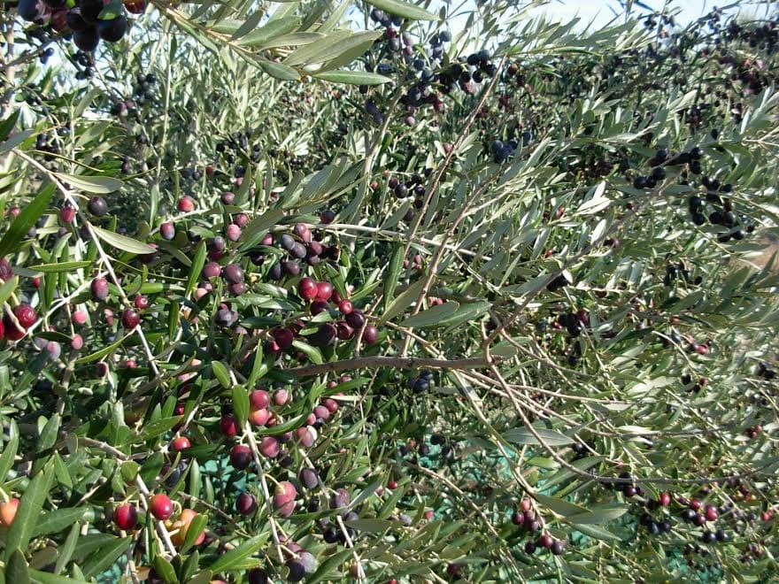 La FCAC preveu una davallada del 35% de la collita d’oli d’oliva respecte a la campanya anterior