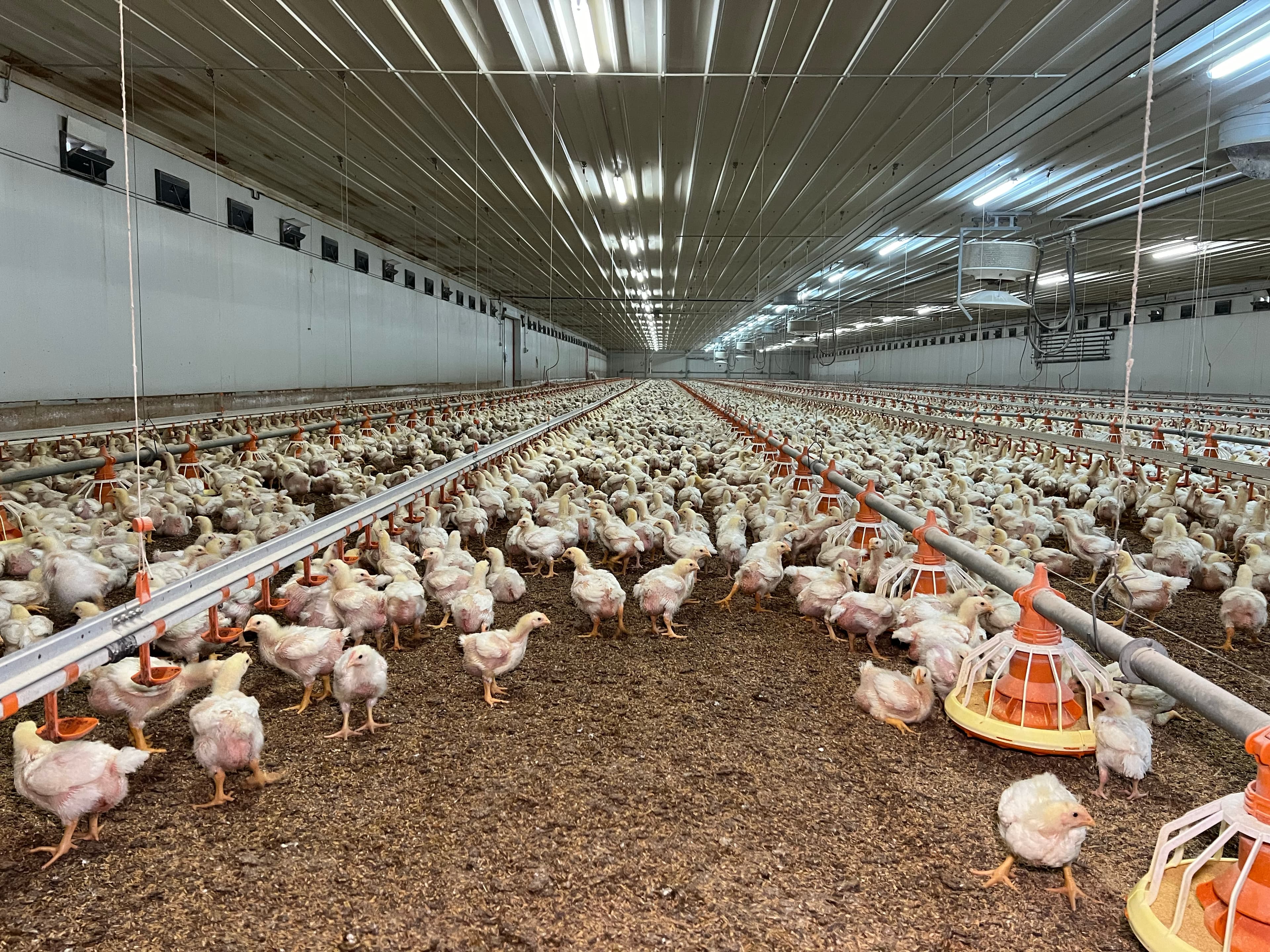 Les granges avícoles de l’Urgell i el Pla d’Urgell afectades per la grip aviària recuperen la llibertat de moviment