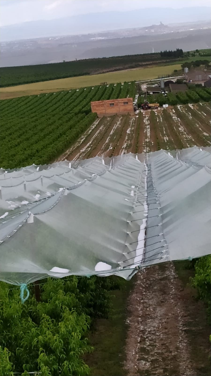 Agricultura abona 2,3 milions d'euros d’ajuts per als afectats del Pla d’Urgell, el Segrià i l’Urgell per les pedregades