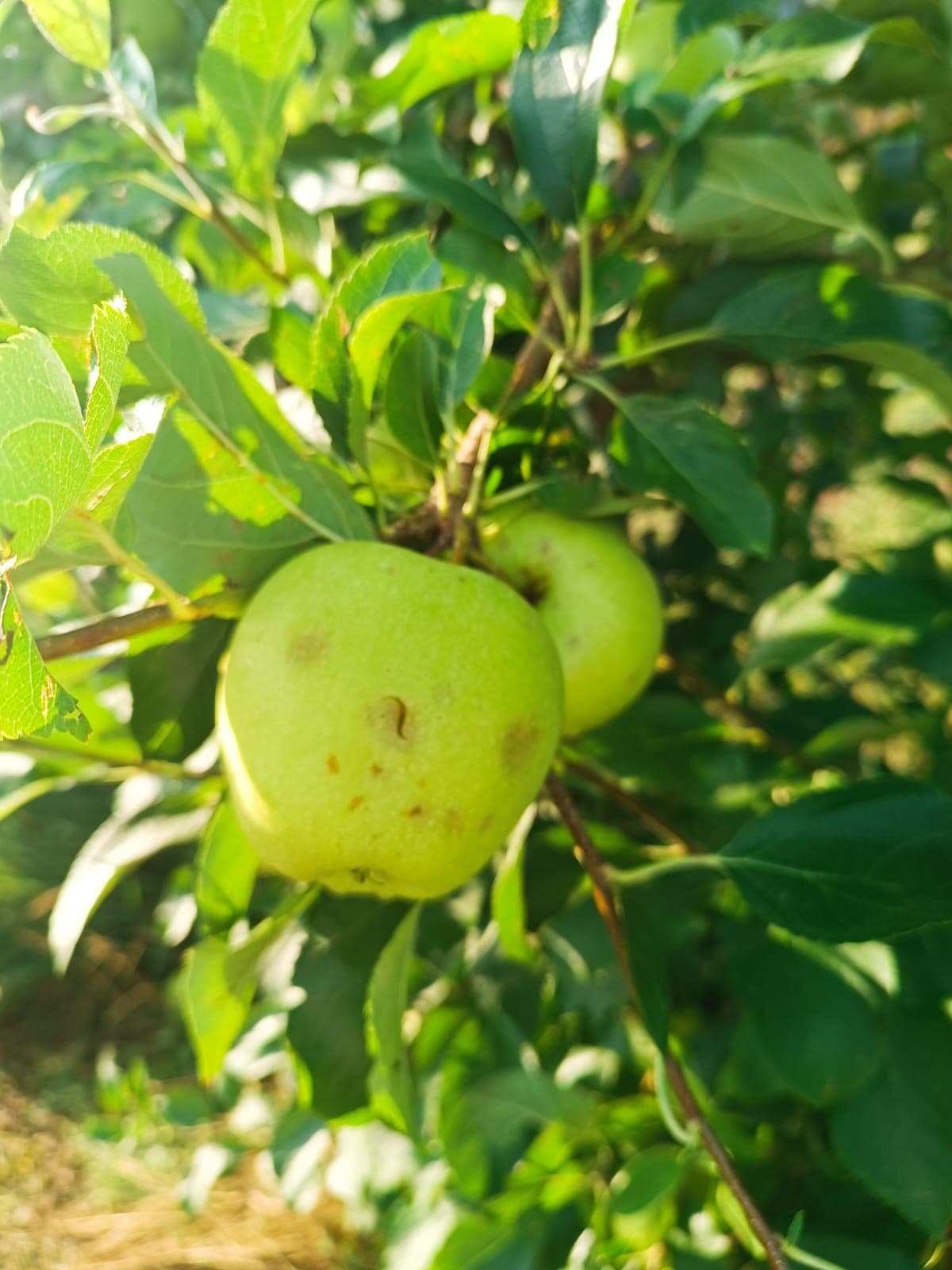 Les indemnitzacions de l’assegurança agrària augmenten fins a 80 milions d’euros a Catalunya durant el 2025