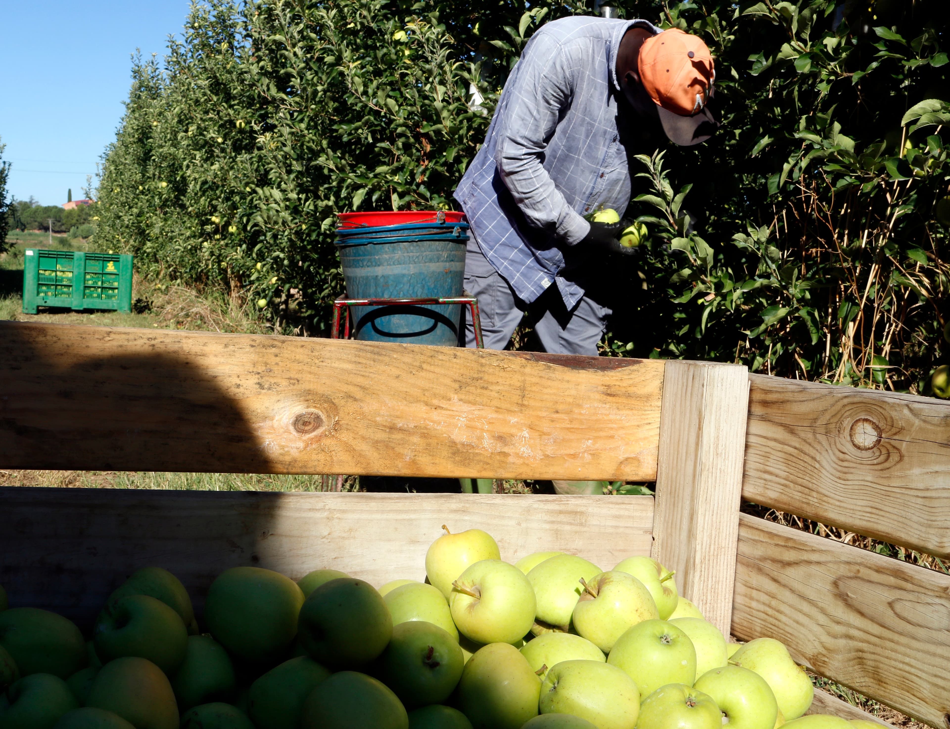 Ponent encara el gruix de la campanya de la fruita amb més de 700 places d'allotjament per a temporers