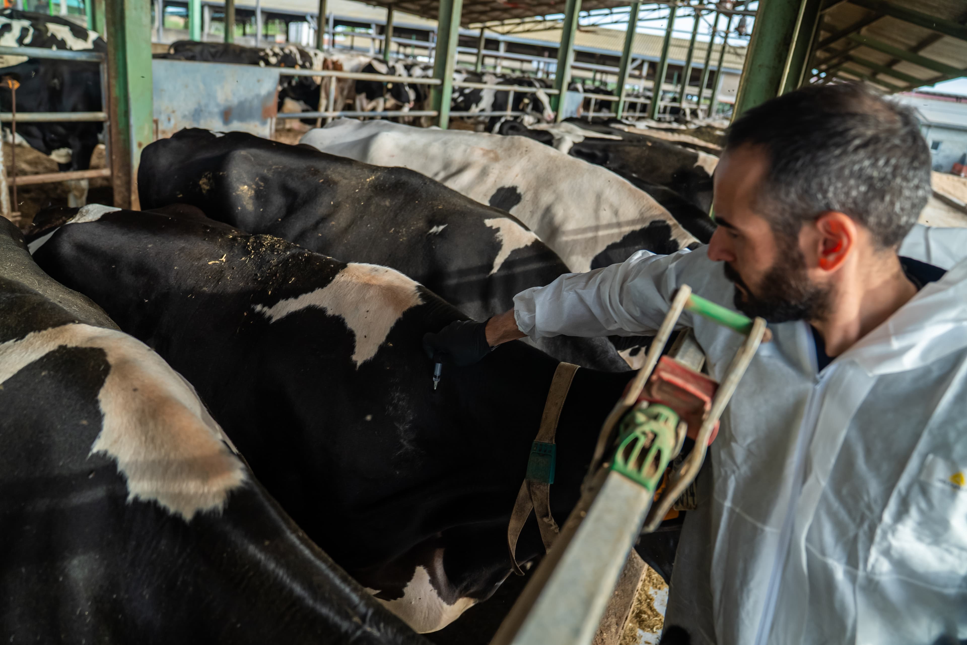 Confirmat un nou focus de dermatosi nodular en una explotació vacuna de l’Alt Empordà