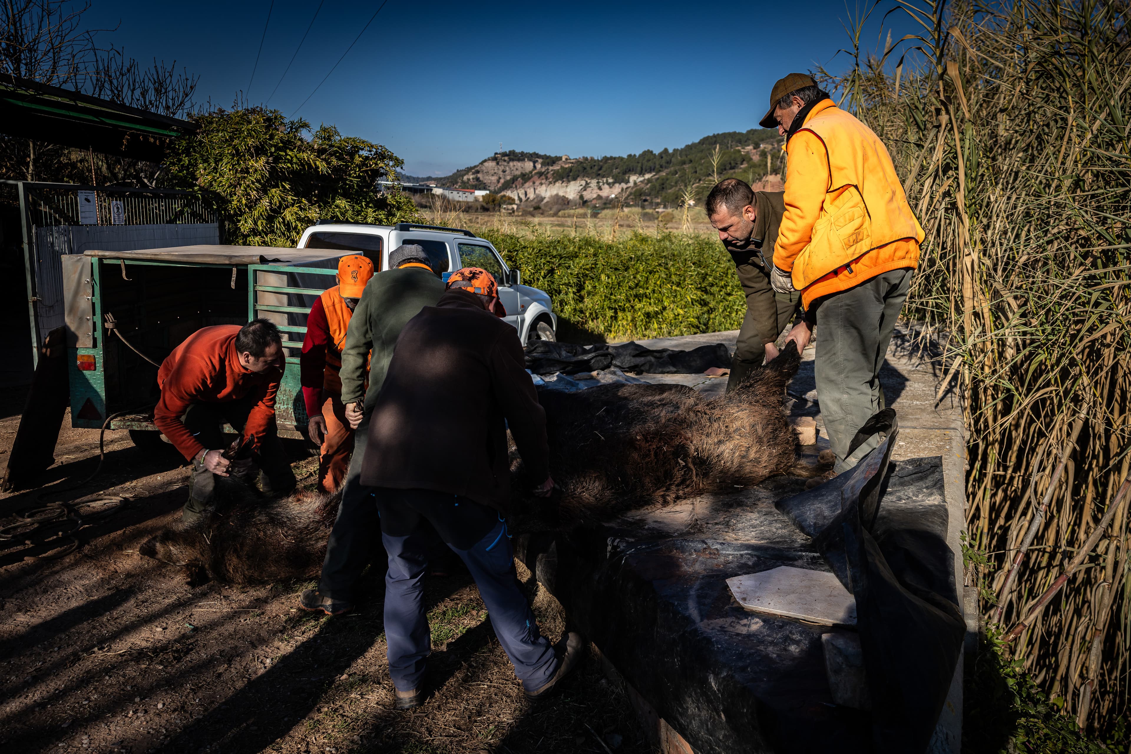 Agricultura obre les línies d’ajuts per protegir els conreus contra la fauna cinegètica