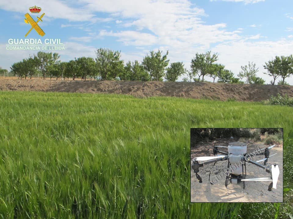 Investiguen una pilot de dron per aplicar un herbicida en un sembrat a la Noguera i causar danys en arbres fruiters