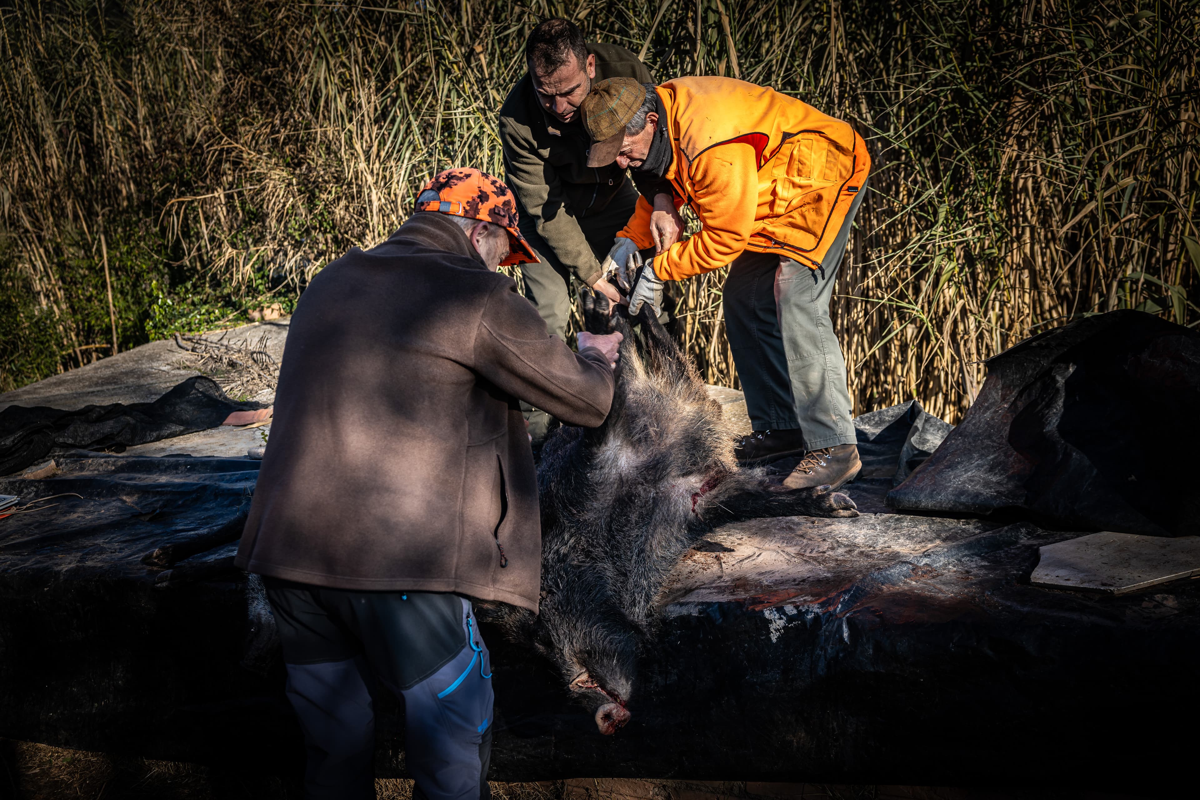 Detecten 39 positius més de PPA dins la zona d'alt risc i la xifra s'eleva a 142 casos
