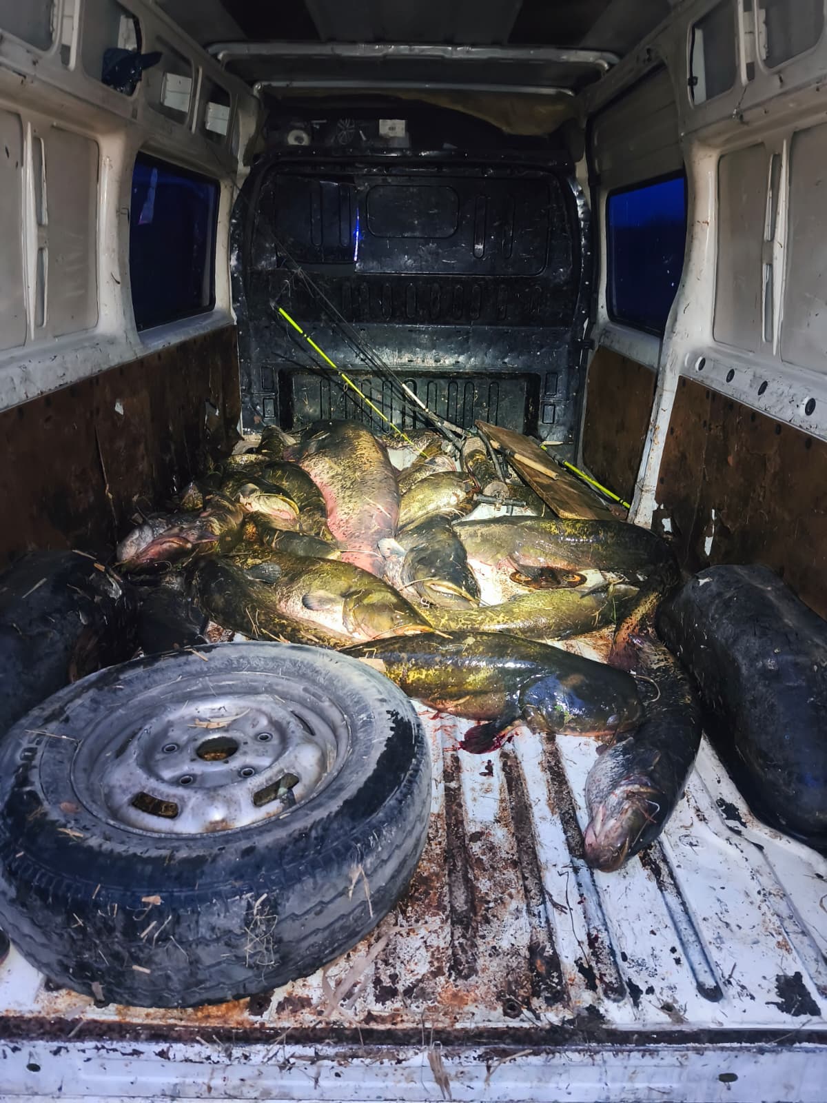 Detenen quatre homes per pescar silurs amb descàrregues elèctriques a Alcarràs