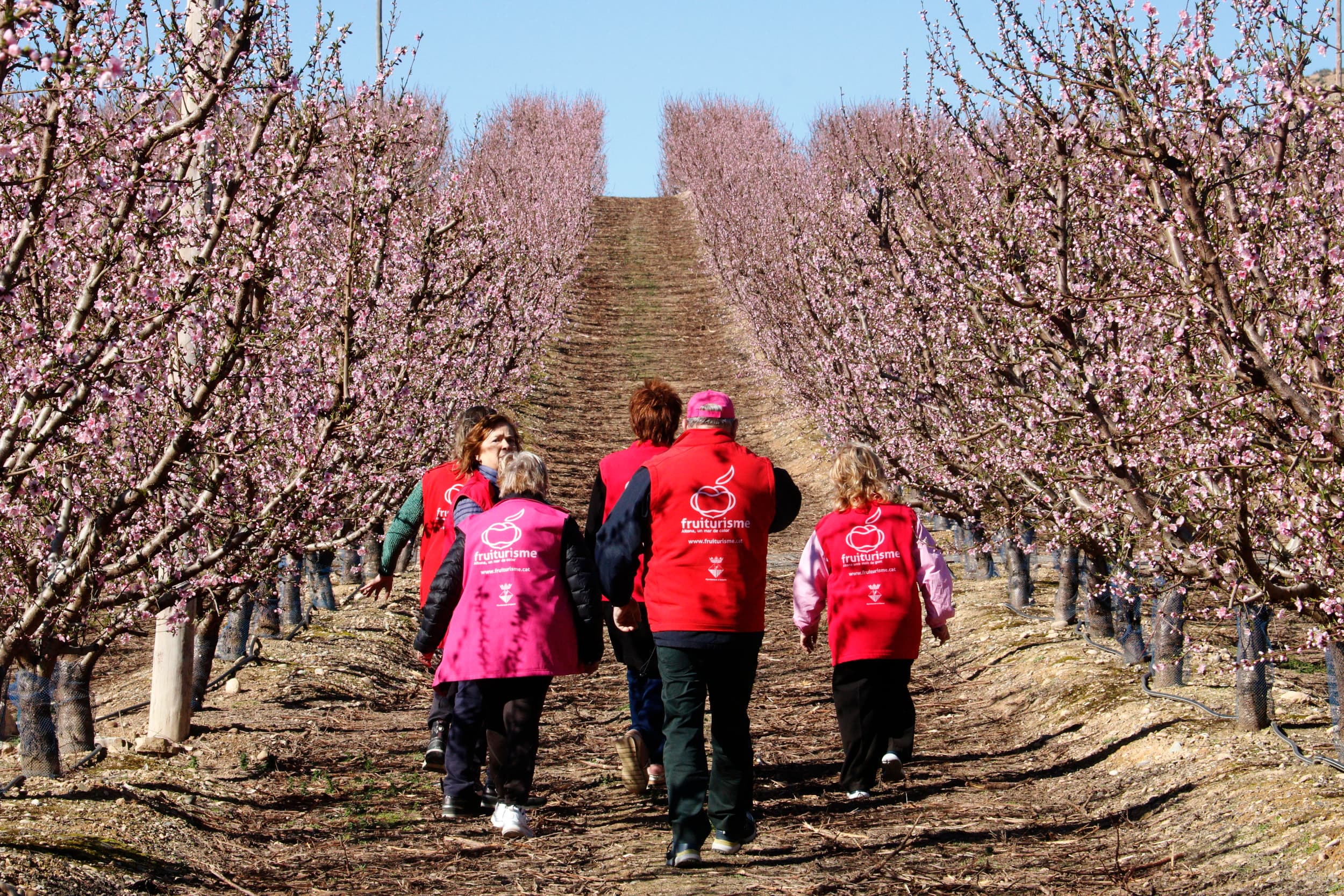Aitona amplia enguany la campanya del Fruiturisme fins a finals de març amb la incorporació de 150 noves hectàrees d’ametllers florits