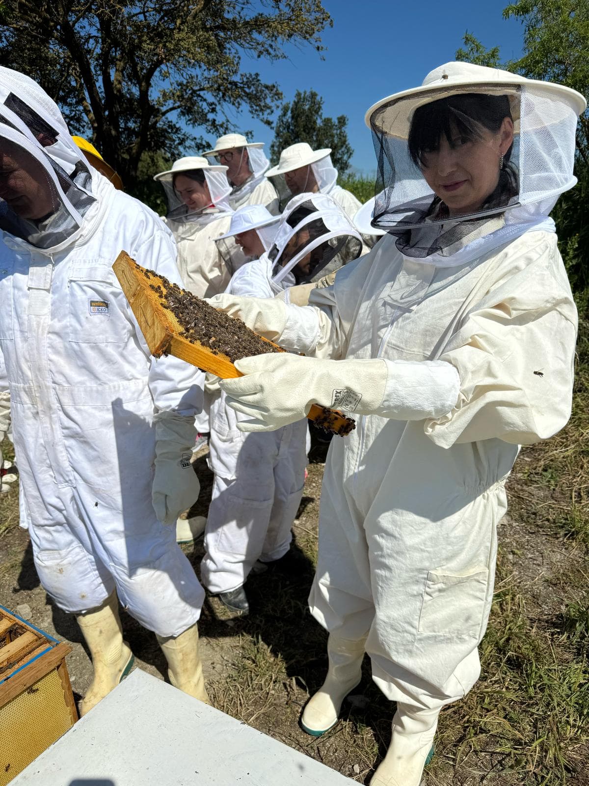 El Parlament aprova per unanimitat reforçar el sector apícola