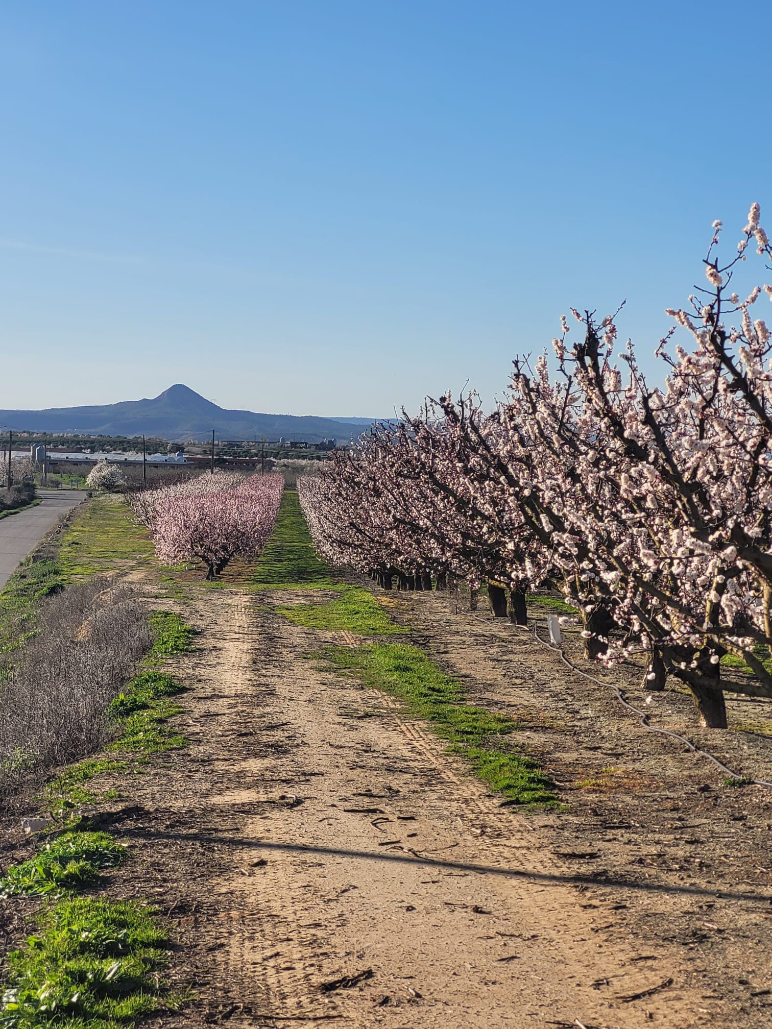 Torna 'Maials en Flor' com un dels primers destins del turisme de floració a Ponent