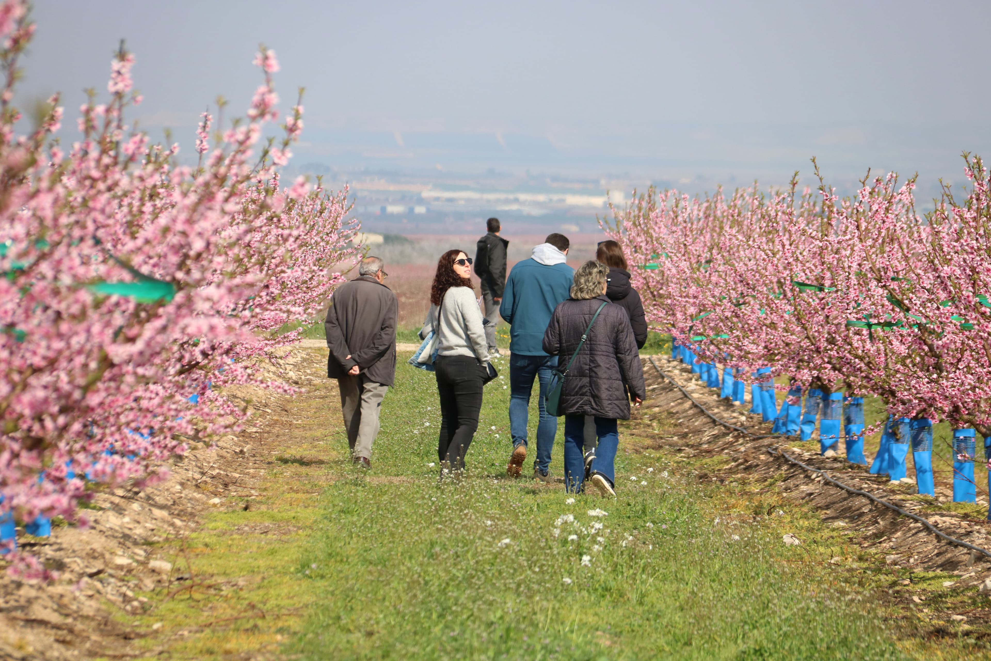 Prop d'un miler de turistes visiten el paisatge rosa d'Aitona en el primer cap de setmana de la campanya de Fruiturisme